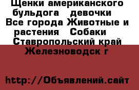 Щенки американского бульдога ( девочки) - Все города Животные и растения » Собаки   . Ставропольский край,Железноводск г.